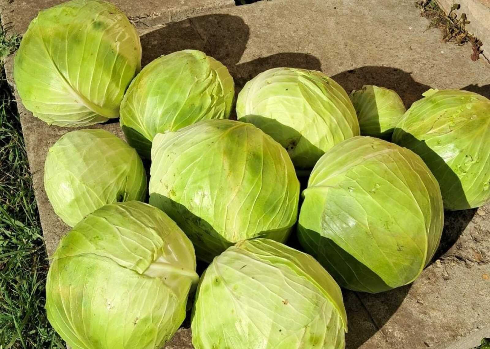 Бал һәм имбир менән маринадланған кәбеҫтә