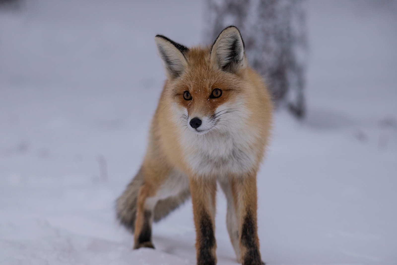 Төлкөләр һөжүм итә