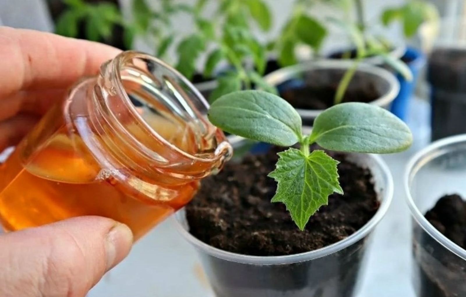 Үҫентеләр һуған менән йомортҡа ҡабығы ярата