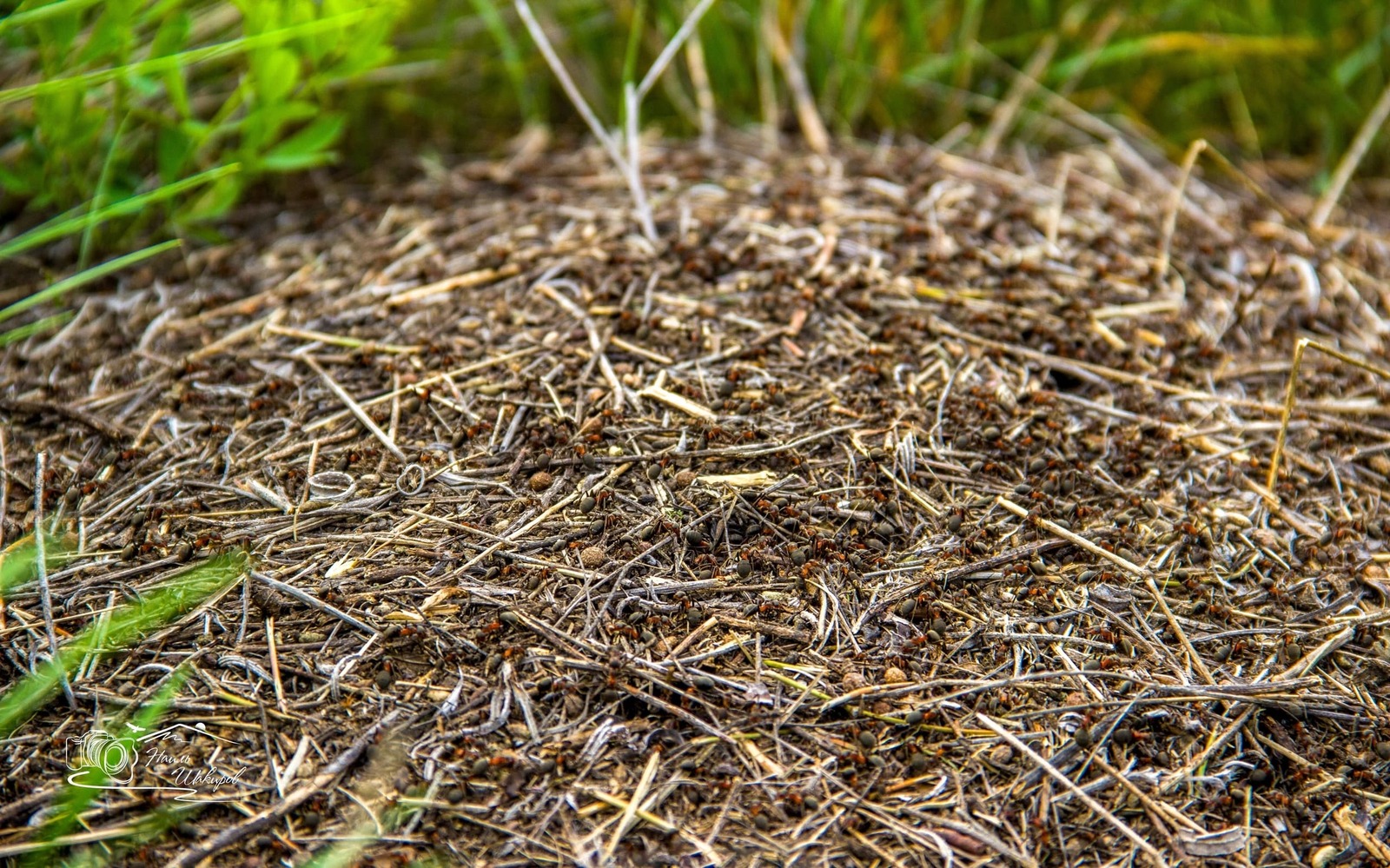 Былар ҡыҙыҡлы